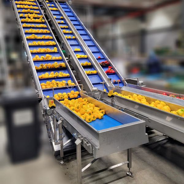 Feeding conveyors for peppers